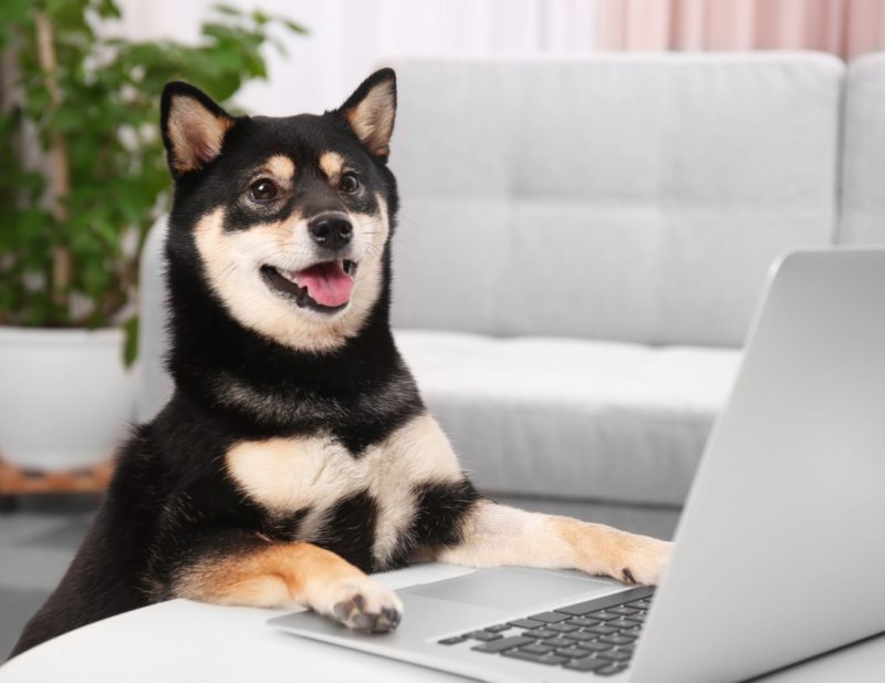 cute-shiba-inu-dog-with-laptop-in-room-royalty-free-image-882303800-1551122520